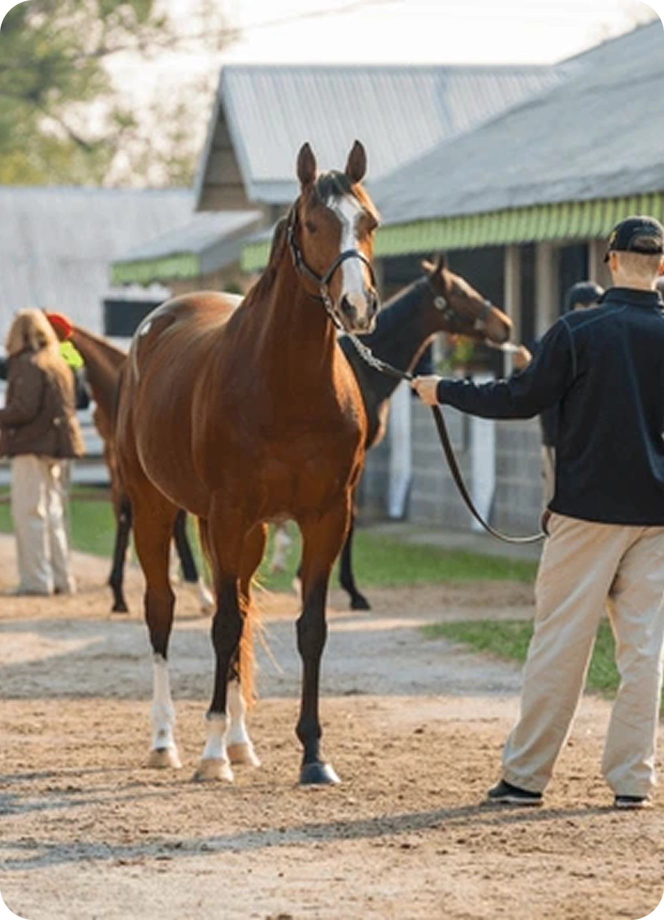 Equine Healthcare & Veterinary Apps