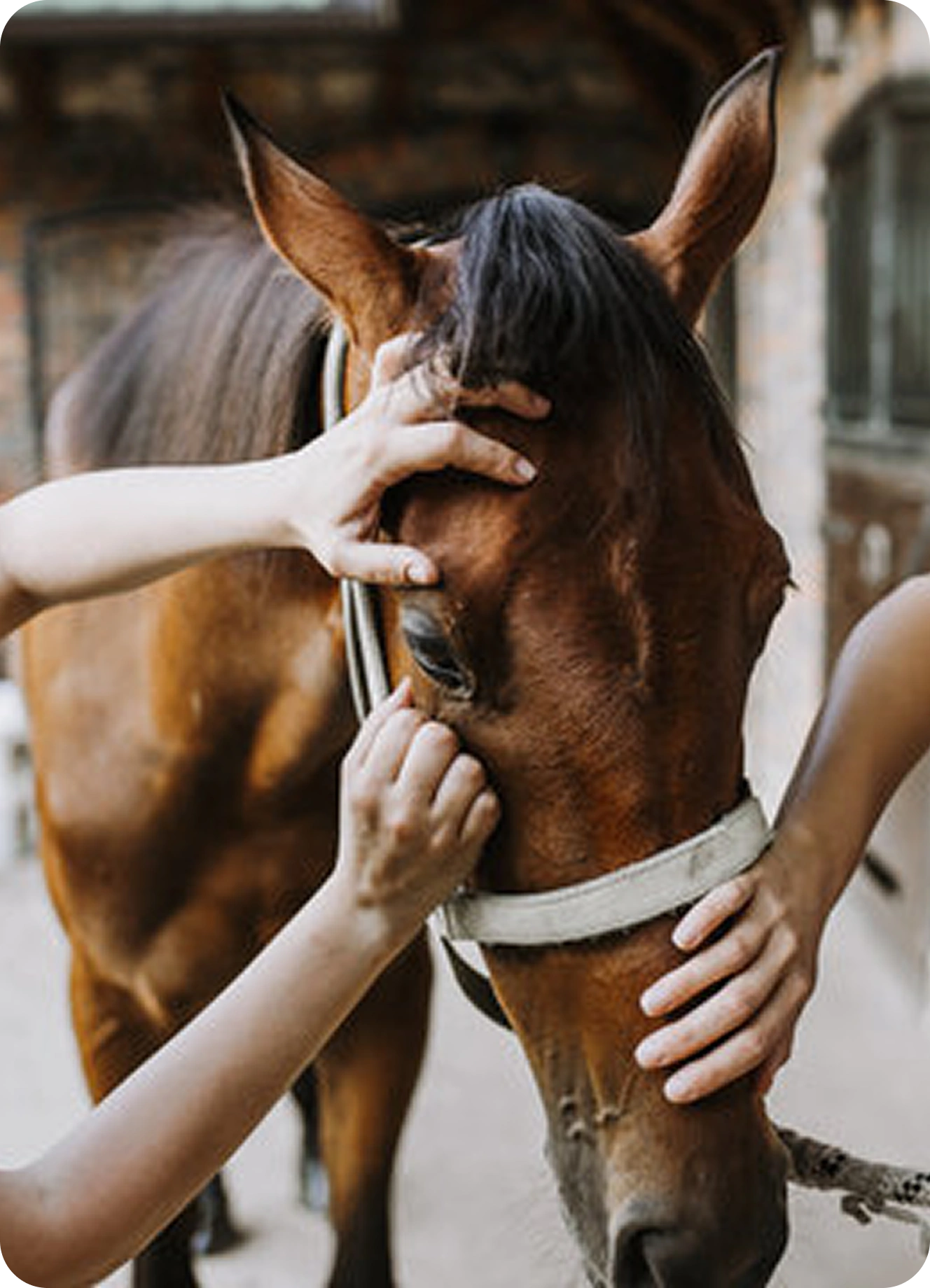 Equine Equipment & Service Marketplace Apps